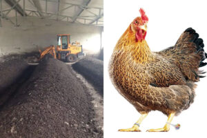 como-hacer-compost-con-estiercol-de-pollo